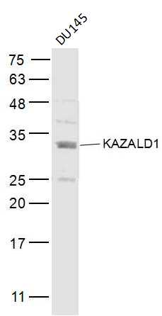 1 - KAZALD1 Rabbit pAb AP56550