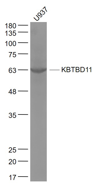 1 - KBTBD11 Rabbit pAb AP56552