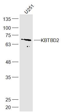 1 - KBTBD2 Rabbit pAb AP56554