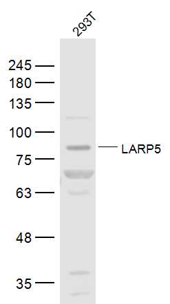 1 - LARP4B/LARP5 Rabbit pAb AP56560