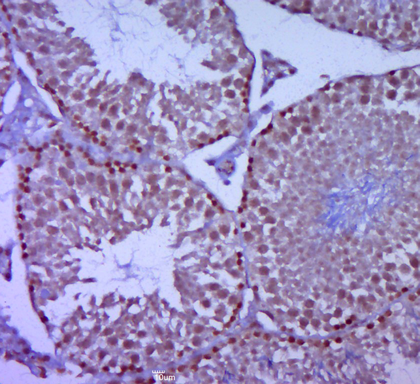 14 - TRIML2 Rabbit pAb AP56567