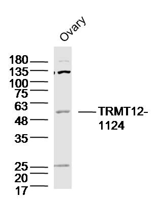1 - TRMT12 Rabbit pAb AP56576