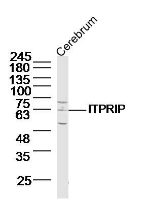 1 - ITPRIP Rabbit pAb AP56595