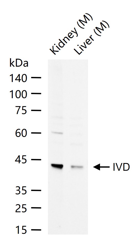 1 - IVD Rabbit pAb AP56597