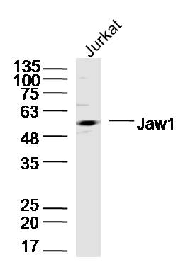 1 - Jaw1 Rabbit pAb AP56604
