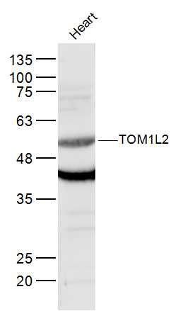 1 - TOM1L2 Rabbit pAb AP56616