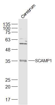 1 - SCAMP1 Rabbit pAb AP56630