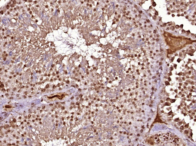 14 - SCCPDH Rabbit pAb AP56639