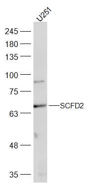 1 - SCFD2 Rabbit pAb AP56643