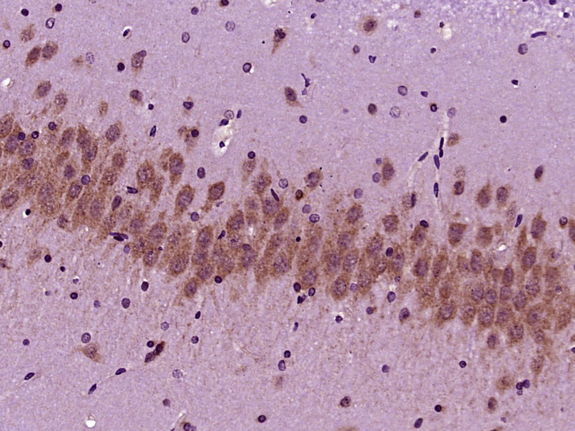 14 - SCFD2 Rabbit pAb AP56643