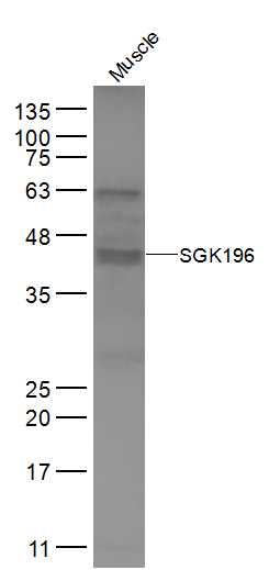 1 - SGK196 Rabbit pAb AP56656