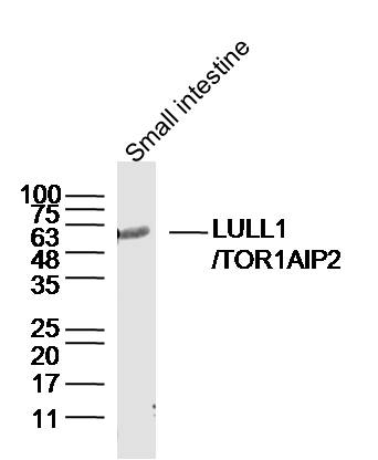 1 - LULL1/TOR1AIP2 Rabbit pAb AP56658