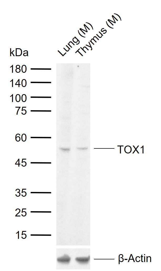 1 - TOX1 Rabbit pAb AP56659