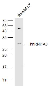 1 - hnRNP A0 Rabbit pAb AP56662