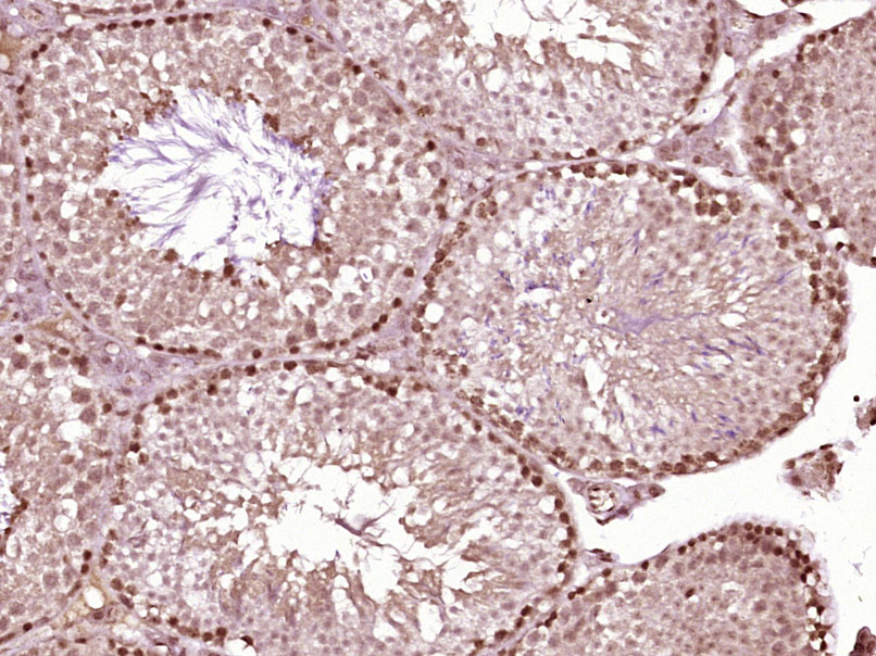 14 - Homez Rabbit pAb AP56667