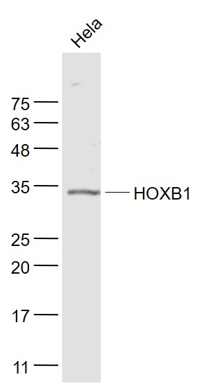 1 - HOXB1 Rabbit pAb AP56672