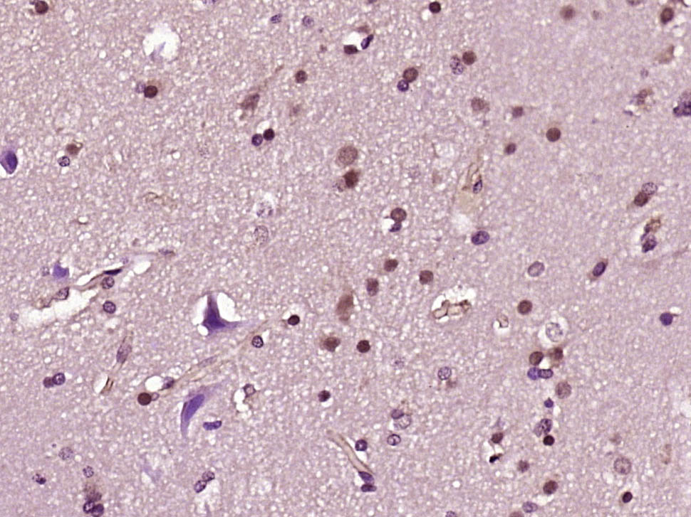 14 - Sialidase 3 Rabbit pAb AP56711