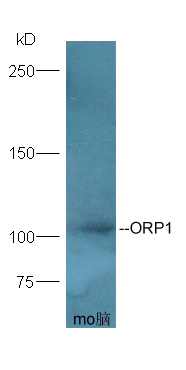 1 - ORP1 Rabbit pAb AP56724