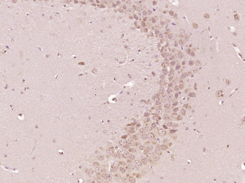 14 - OSGEP Rabbit pAb AP56733