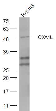 1 - OXA1L Rabbit pAb AP56747