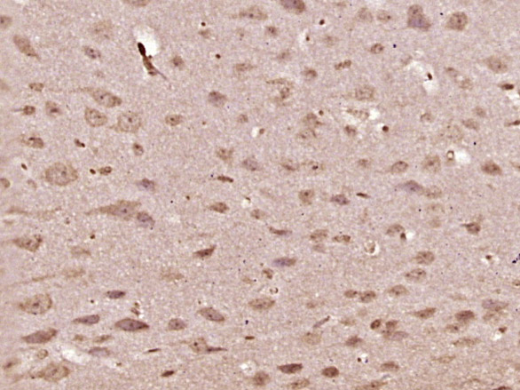 14 - OXA1L Rabbit pAb AP56747