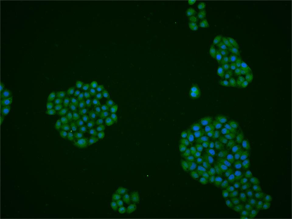 0 - TET3 Rabbit pAb AP56759