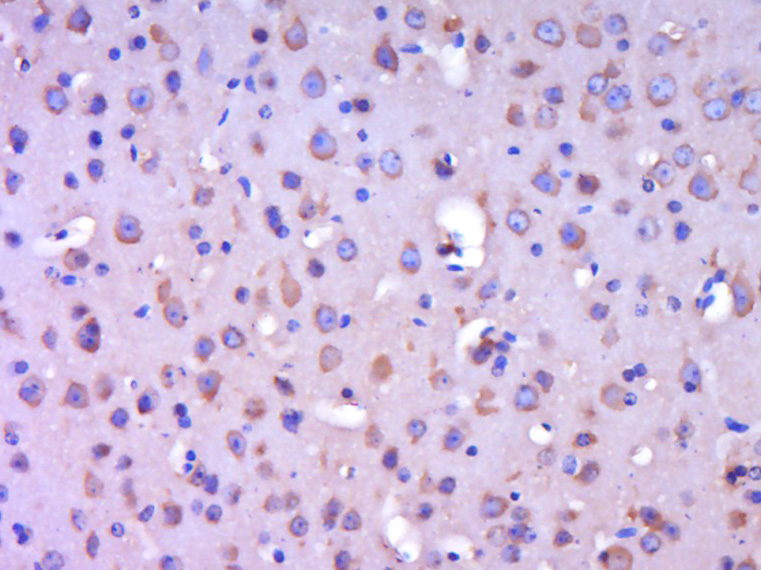 14 - SPEF1 Rabbit pAb AP56775