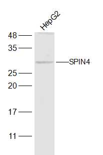 1 - SPIN4 Rabbit pAb AP56785