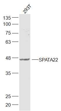 1 - SPATA22 Rabbit pAb AP56788