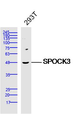 1 - SPOCK3 Rabbit pAb AP56793