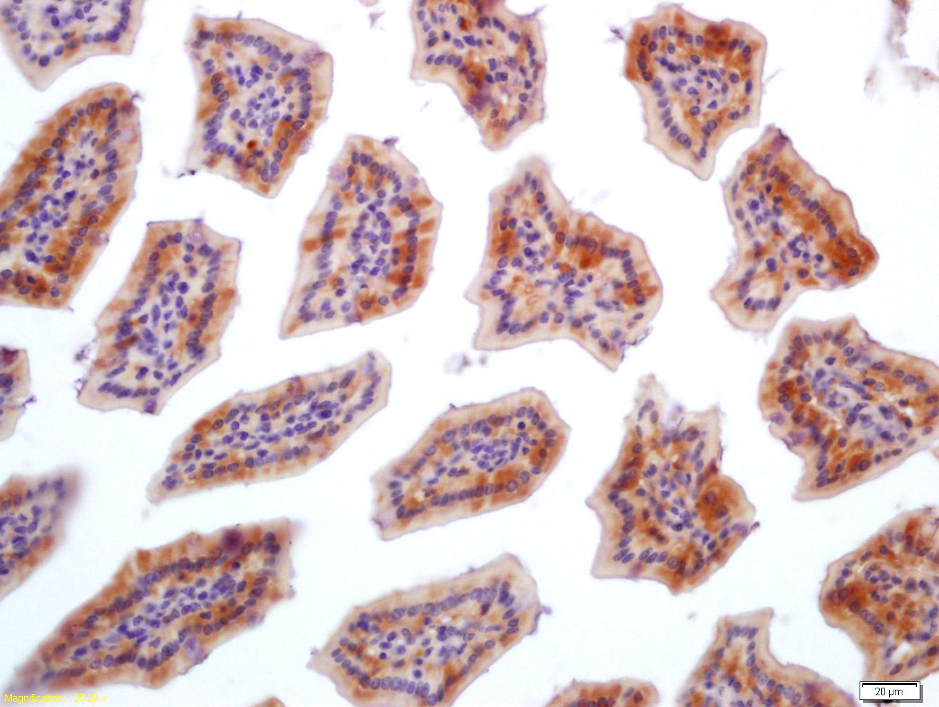 14 - FGFBP1 Rabbit pAb AP56797