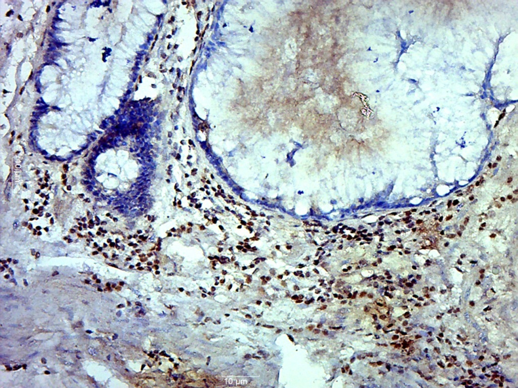 14 - MRFAP1L1 Rabbit pAb AP56818