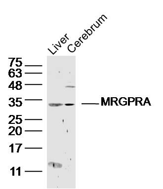 1 - MRGPRA Rabbit pAb AP56819