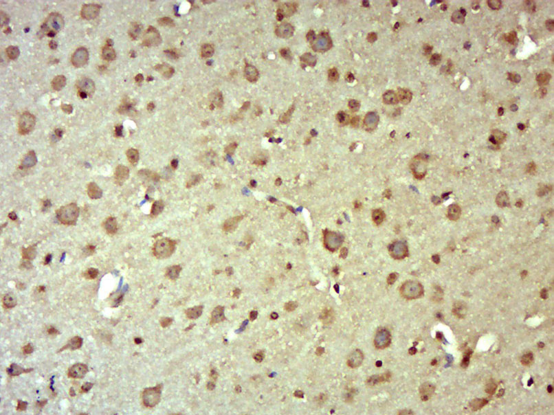 14 - MRPL2 Rabbit pAb AP56826