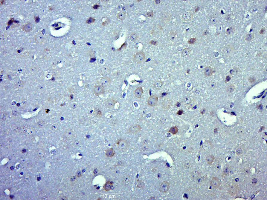 14 - MRPL47 Rabbit pAb AP56837