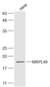 1 - MRPL49 Rabbit pAb AP56838