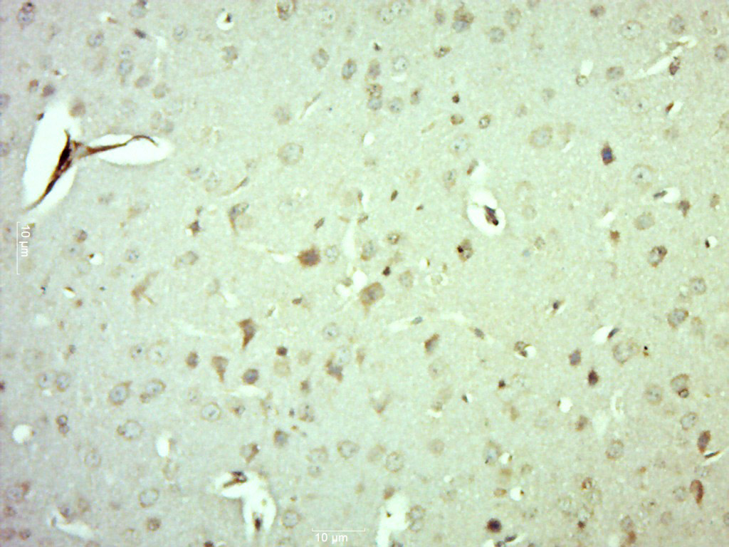 14 - MRPS10 Rabbit pAb AP56840