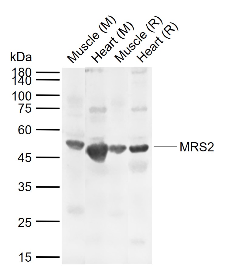 1 - MRS2 Rabbit pAb AP56855
