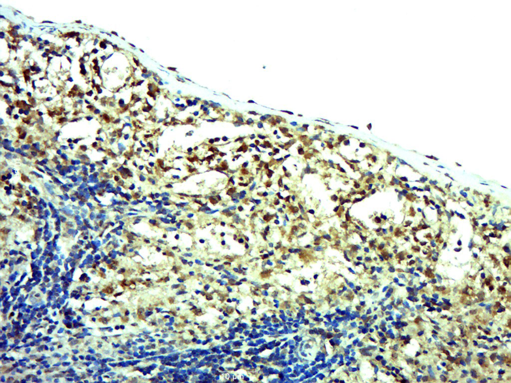 14 - MSL1v1/CENP36 Rabbit pAb AP56869