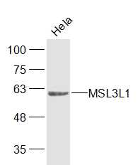1 - MSL3L1 Rabbit pAb AP56870