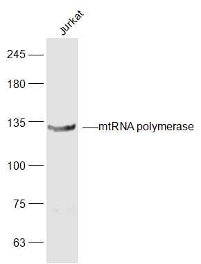1 - mtRNA polymerase Rabbit pAb AP56888