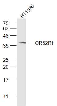1 - OR52R1 Rabbit pAb AP56896