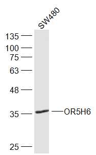 1 - OR5H6 Rabbit pAb AP56904