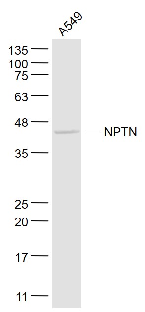 1 - NPTN Rabbit pAb AP56921