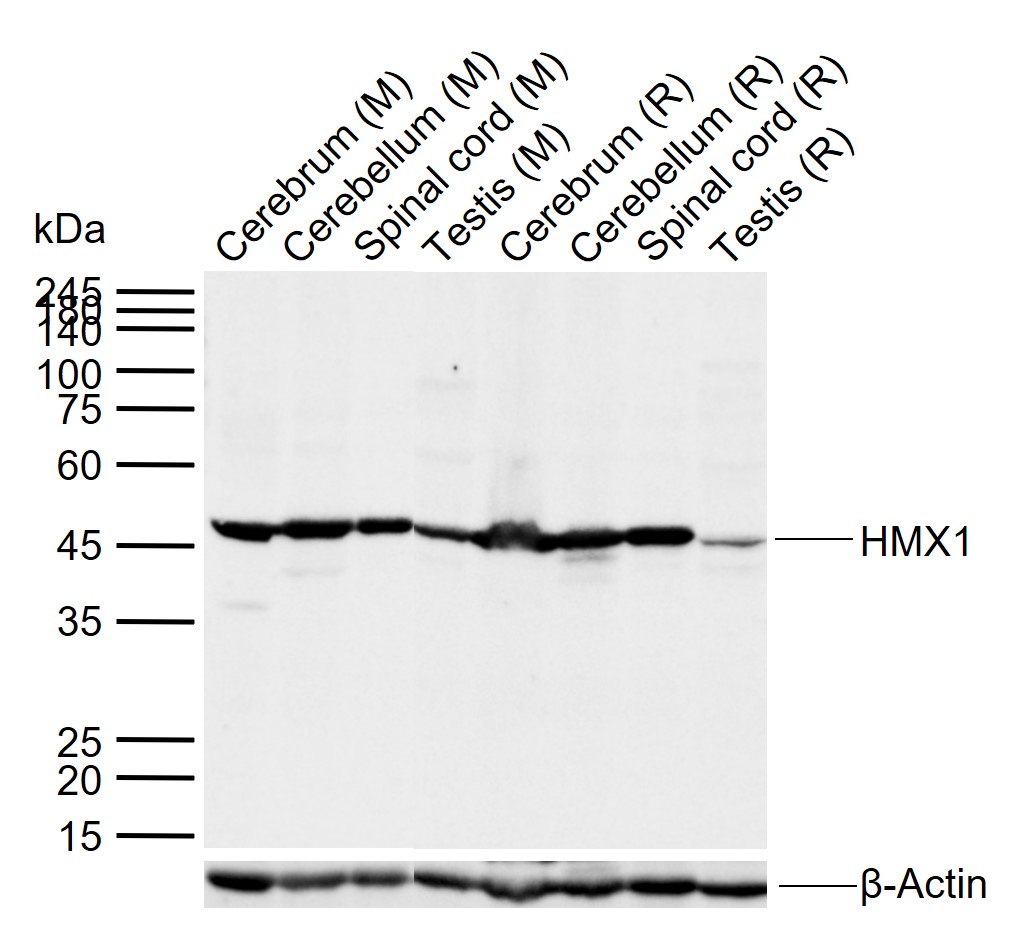 1 - HMX1 Rabbit pAb AP56934