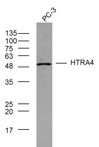 1 - HTRA4 Rabbit pAb AP56950