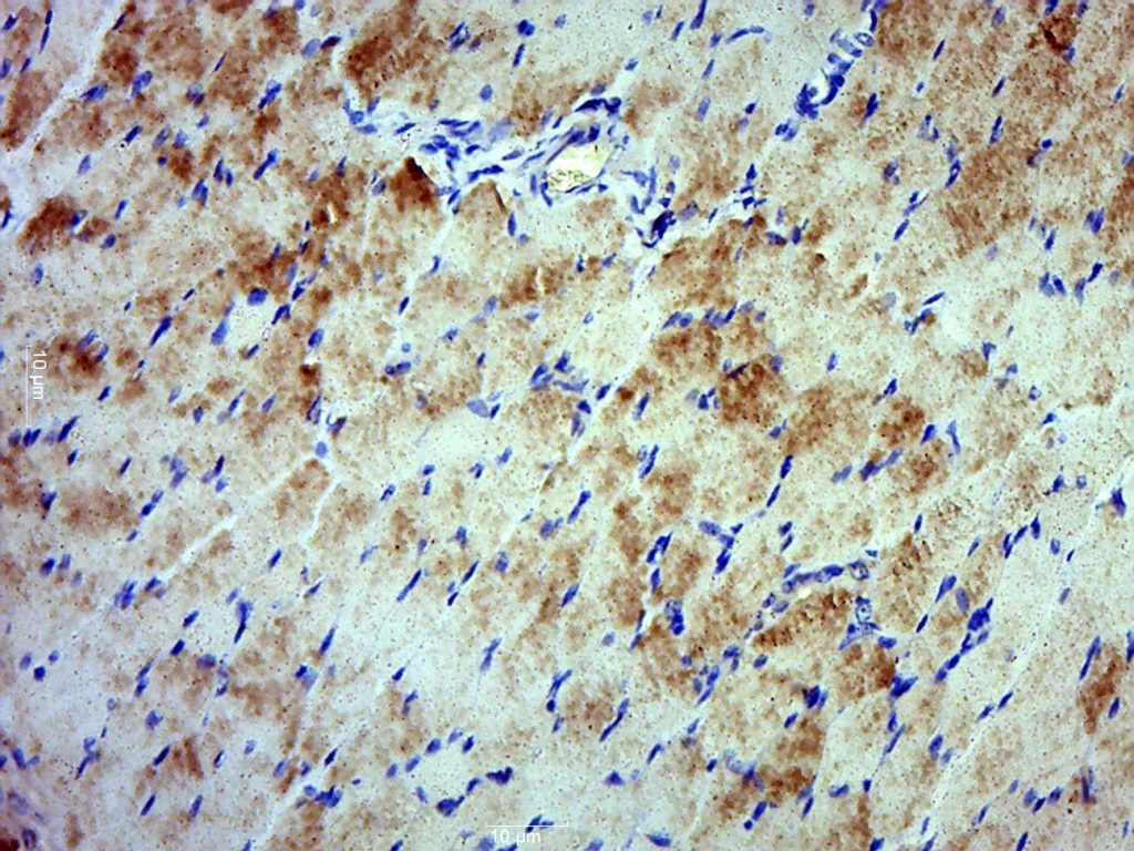 14 - C12orf72 Rabbit pAb AP56957