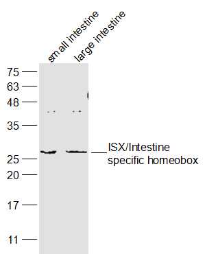 1 - ISX/Intestine specific homeobox Rabbit pAb AP56973