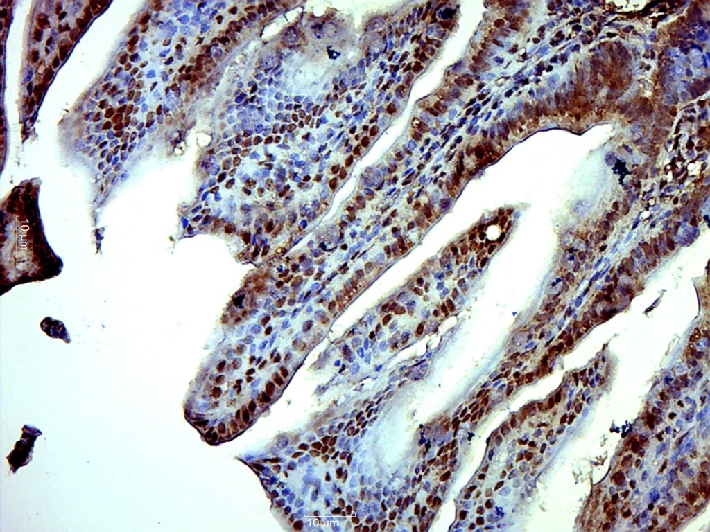 14 - ISX/Intestine specific homeobox Rabbit pAb AP56973