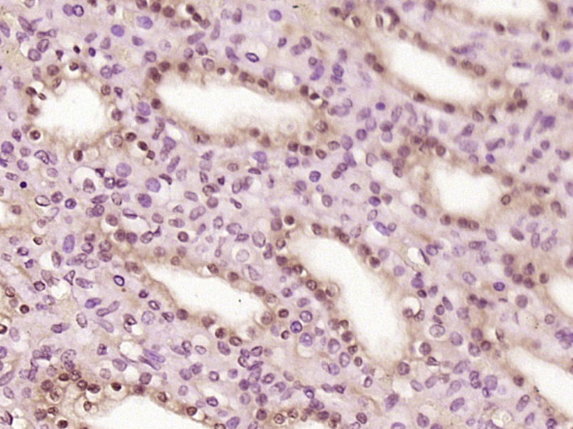 14 - LENG8 Rabbit pAb AP56997